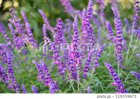 アメジストセージ（サルビア・レウカンサ） 119359673