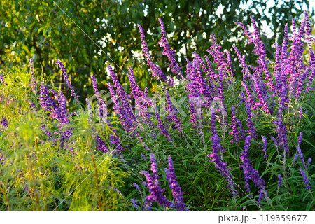 アメジストセージ(サルビア・レウカンサ) アメジストセージ(サルビア・レウカンサ) 119359677