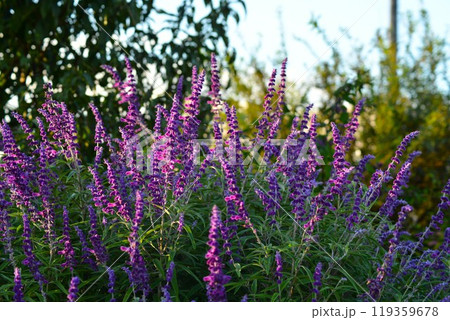 アメジストセージ(サルビア・レウカンサ) アメジストセージ(サルビア・レウカンサ) 119359678