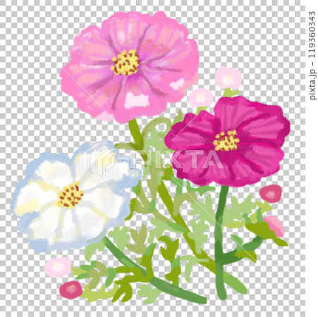 美麗的粉紅色和白色波斯菊 119360343