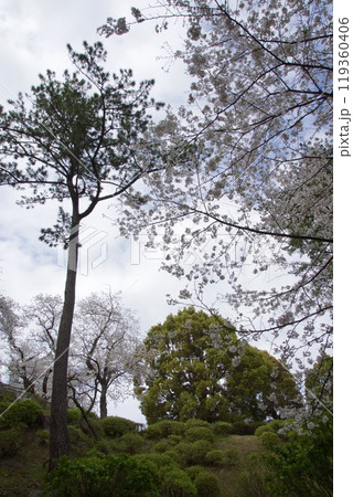 春の小田原市 桜の小田原城 春の小田原市 桜の小田原城 119360406