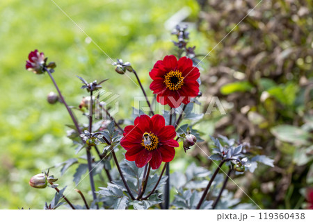 Close up of dahlia flower and bumblebee in garden 119360438