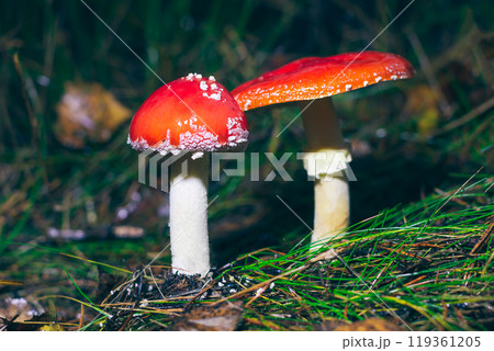 Two Amanita Muscaria, Known as the Fly Agaric or Fly Amanita Two Amanita Muscaria, Known as the Fly Agaric or Fly Amanita 119361205