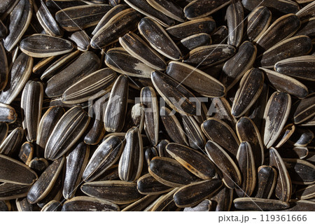Non Salty Roasted Sunflower Seeds in Shell Non Salty Roasted Sunflower Seeds in Shell 119361666
