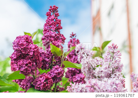 Lilac Branch Blooms in Spring at Daytime - Close-Up Lilac Branch Blooms in Spring at Daytime - Close-Up 119361707
