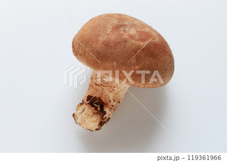 椎茸のイメージ（白背景） 119361966