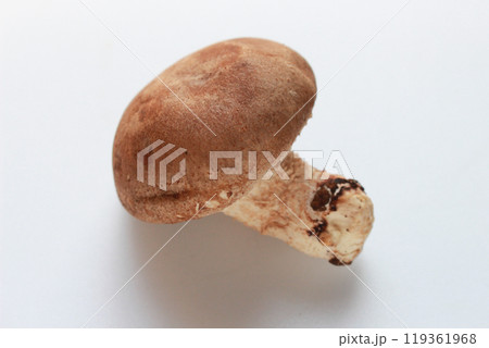 椎茸のイメージ（白背景） 119361968