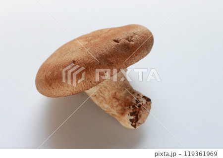 椎茸のイメージ(白背景) 椎茸のイメージ(白背景) 119361969