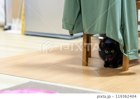 黒猫のジェネシス 黒猫のジェネシス 119362404