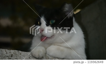 のらねこ のらねこ 119362649