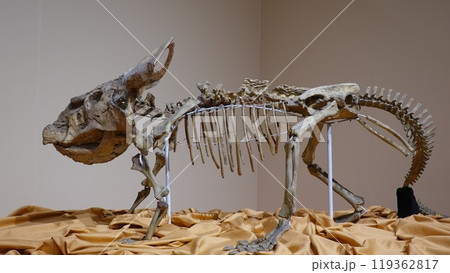 恐竜の骨 119362817