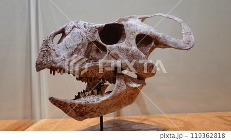 恐竜の骨 119362818