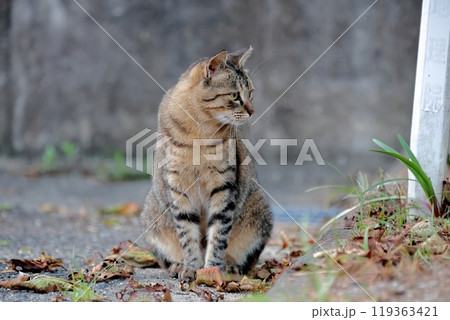 猫 猫 119363421