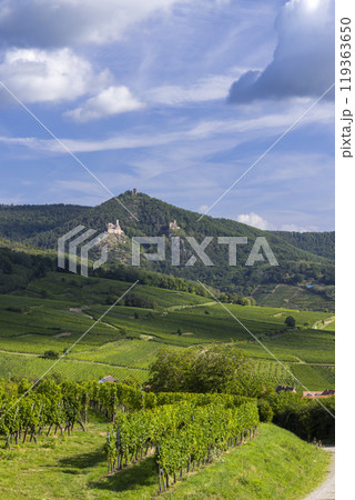 Vineyard with catle ruins Chateau de Saint-Ulrich, Chateau du Girsberg and Chateau du Haut-Ribeaupierre near Ribeauville, Alsace, France Vineyard with catle ruins Chateau de Saint-Ulrich, Chateau du Girsberg and Chateau du Haut-Ribeaupierre near Ribeauville, Alsace, France 119363650