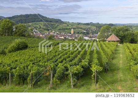 Vineyards with Arbois town, Department Jura, Franche-Comte, France 119363652