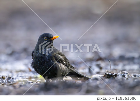 Blackbird (Turdus merula) in Central Bohemia, Czech Republic 119363686