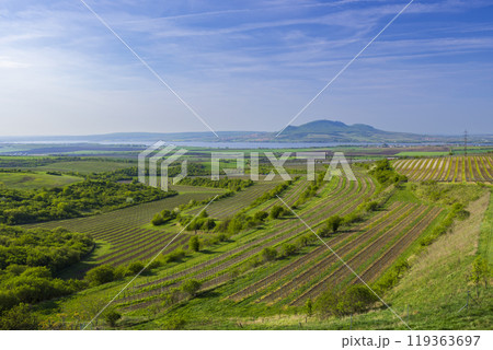Vineyards under Palava, Southern Moravia, Czech Republic Vineyards under Palava, Southern Moravia, Czech Republic 119363697