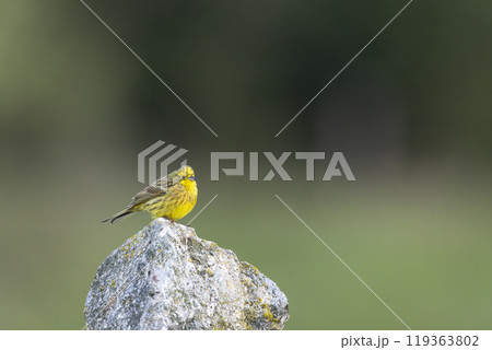 Yellowhammer (Emberiza citrinella) in Low Tatras National Park, Slovakia Yellowhammer (Emberiza citrinella) in Low Tatras National Park, Slovakia 119363802