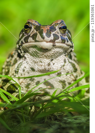 A toad in the middle of bright green leaves. A toad in the middle of bright green leaves. 119363861