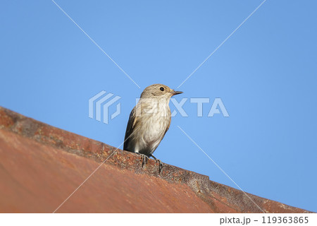 A muscicapa striata with food in its beak A muscicapa striata with food in its beak 119363865