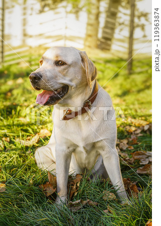 dog labrador retriever fawn color in nature..の写真素材 [119363874] - PIXTA