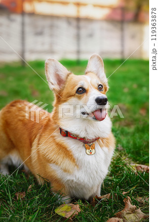 beautiful corgi dog in the autumn park beautiful corgi dog in the autumn park 119363878