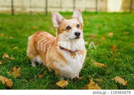 beautiful corgi dog in the autumn park 119363879