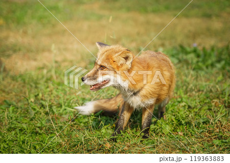 A close up of a Red Fox in the grass 119363883
