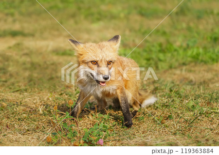 A close up of a Red Fox in the grass 119363884