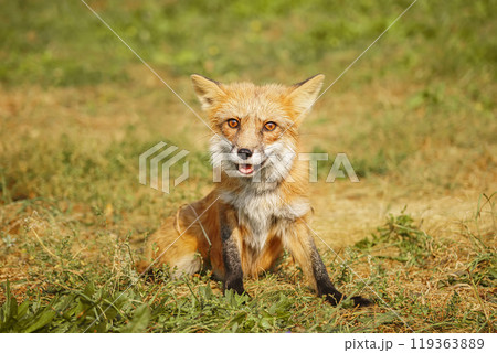 A close up of a Red Fox in the grass A close up of a Red Fox in the grass 119363889