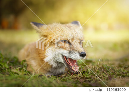 A close up of a Red Fox in the grass 119363900