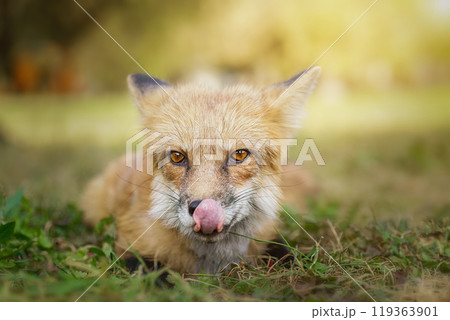 A close up of a Red Fox in the grass 119363901