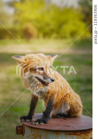 A close up of a Red Fox in the grass 119363906