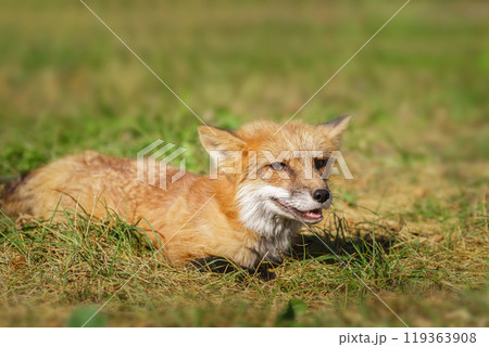 A close up of a Red Fox in the grass A close up of a Red Fox in the grass 119363908