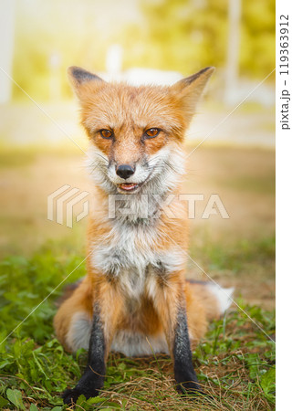 A close up of a Red Fox in the grass A close up of a Red Fox in the grass 119363912