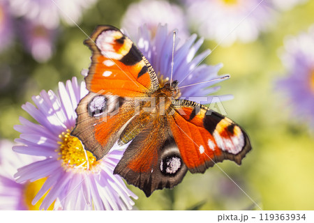 European peacock butterfly Aglais io  Copy space.. 119363934