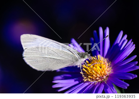Green-veined white butterfly - detailed macro view. 119363935