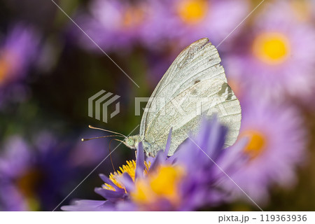 Green-veined white butterfly - detailed macro view. Green-veined white butterfly - detailed macro view. 119363936