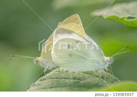 Green-veined white butterfly - detailed macro view Green-veined white butterfly - detailed macro view 119363937
