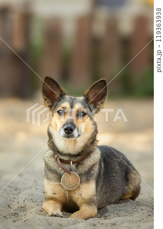 Mongrel dog of red color lies on its stomach on the grass, stretching its front paws forward. Spring.. Mongrel dog of red color lies on its stomach on the grass, stretching its front paws forward. Spring.. 119363938