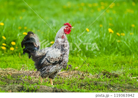 cute rooster crowing on the farm... cute rooster crowing on the farm... 119363942