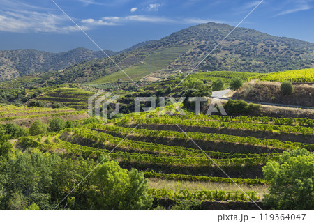Typical vineyard near Pinhao, Alto Douro, Portugal 119364047