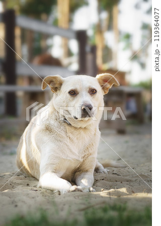 Mongrel dog of red color lies on its stomach on the grass, stretching its front paws forward. Spring... 119364077