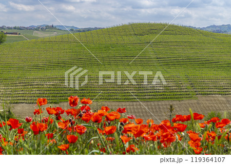 Typical vineyard near Castiglione Falletto, Barolo wine region, province of Cuneo, region of Piedmont, Italy Typical vineyard near Castiglione Falletto, Barolo wine region, province of Cuneo, region of Piedmont, Italy 119364107