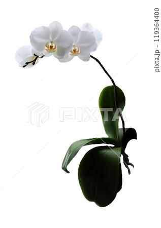 White orchid phalaenopsis, indoor flowers - color photo, close-up, isolate for design White orchid phalaenopsis, indoor flowers - color photo, close-up, isolate for design 119364400