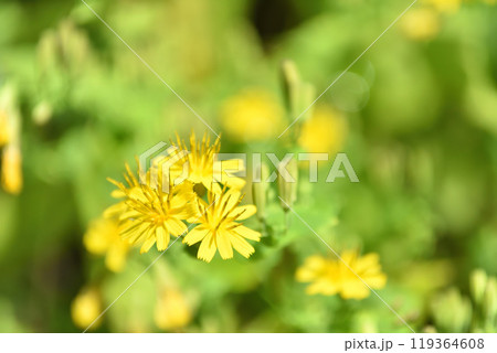 ヤクシソウ 119364608