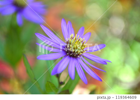 ノコンギク 119364609