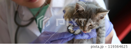 Veterinarian listens to heart of furry cat with stethoscope 119364625