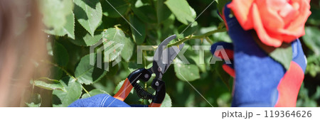 Gardener uses pruning shears to cut rose for florist store 119364626