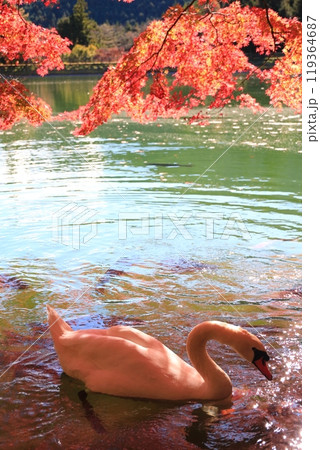 【南アルプス】 伊奈ヶ湖での紅葉と白鳥 【南アルプス】 伊奈ヶ湖での紅葉と白鳥 119364687